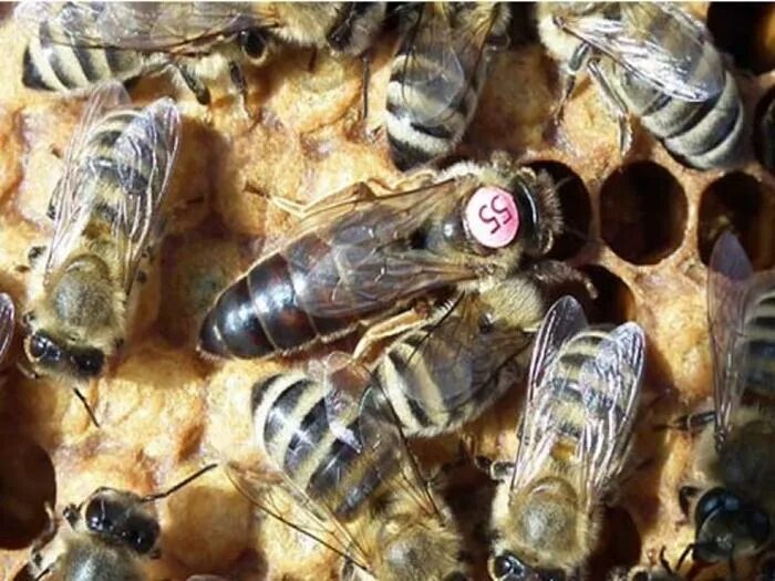 Пчела Карника. Пчеломатки разных пород. Породы пчел в России. Породы пчёл с фото и описанием. Какая порода пчел