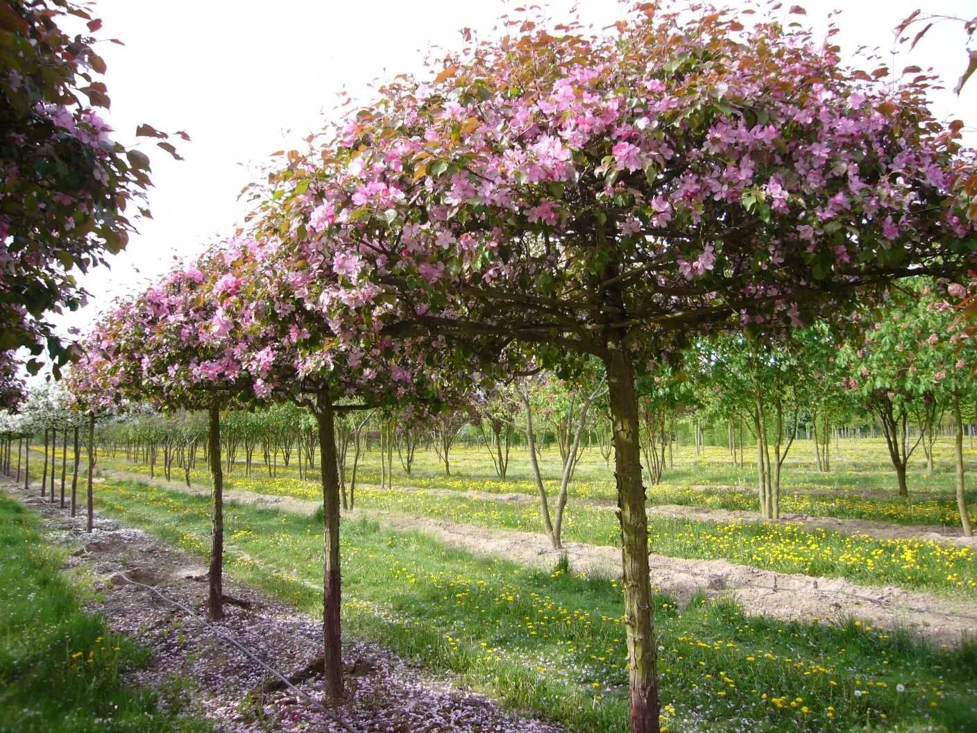 Плодовое парковая. Яблоня Райская штамбовая. Яблоня Malus Rudolph.