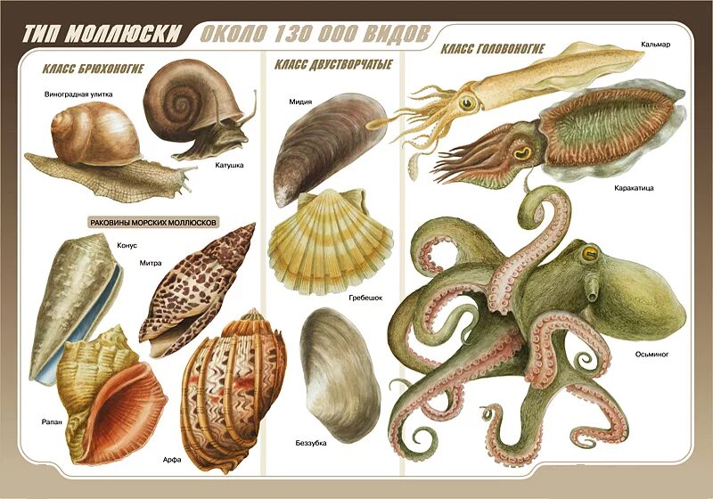 Тип моллюски класс брюхоногие систематика. Тип моллюски класс брюхоногие класс двустворчатые класс головоногие. Брюхоногие и двустворчатые моллюски. Классы моллюсков брюхоногие двустворчатые головоногие. Наутилус брюхоногие.