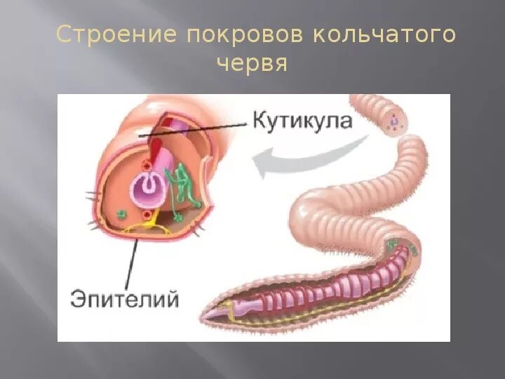 Черви покрыты кутикулой. Эпителий кольчатых червей. Покров тела дождевого червя. Кутикула кольчатых червей. Строение Покрова тела круглых червей.