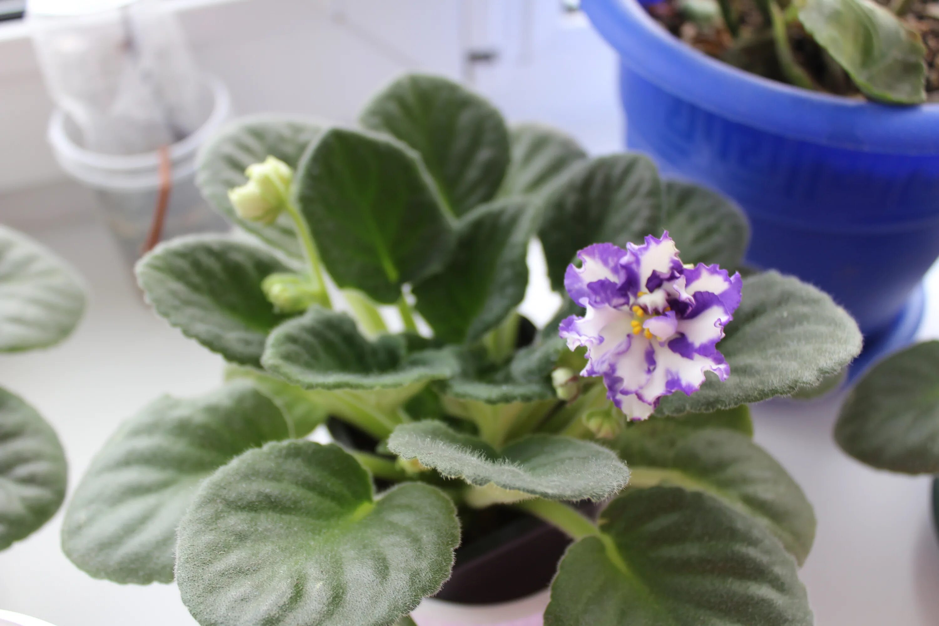 Фиалка ds белые ночи. Фиалка комнатная белая. Сенполия рс пришелец. Фиалка марш мендельсона. Сорт фиалки белые ночи.