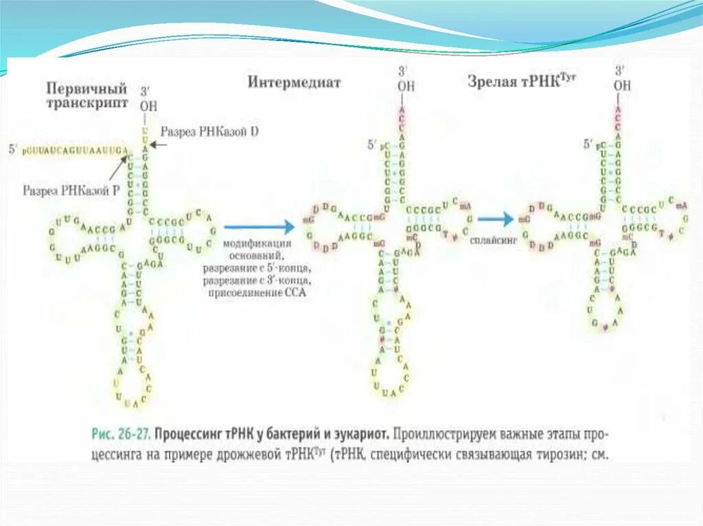 Процессинг Синтез ТРНК. Процессинг транспортной РНК. Процессинг первичных транскриптов РНК И ТРНК. Процессинг ТРНК У эукариот. Процессинг синтез