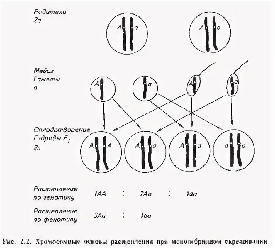 В зиготе человека содержится количество хромосом