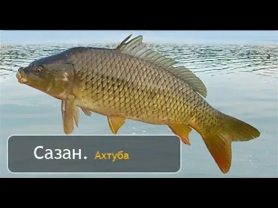 Что такое сазан. Карп обыкновенный – cyprinus carpio. Карп (cyprinus carpio). Что такое сазан. Что такое сазан.