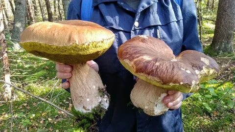 Самые большие грибы