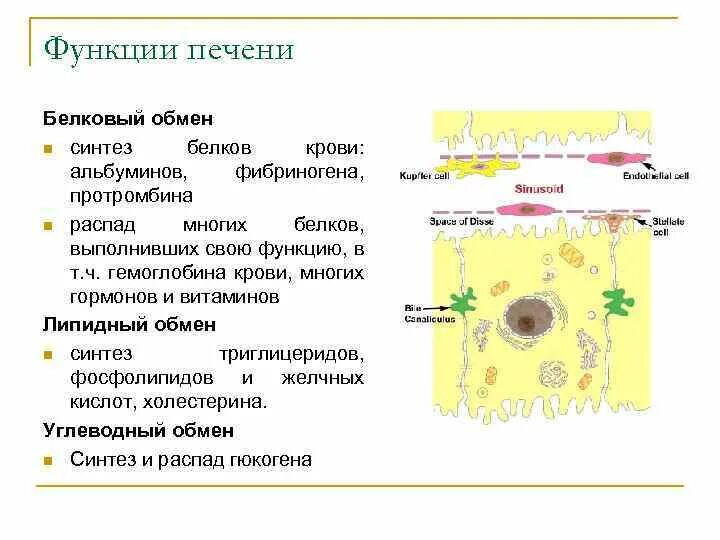 Синтез белков крови в печени. Белковый обмен в печени. Синтез белков это функция. Роль печени в метаболизме белков.