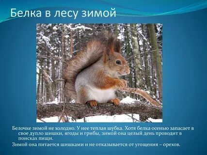 Сообщение о жизни животных зимой