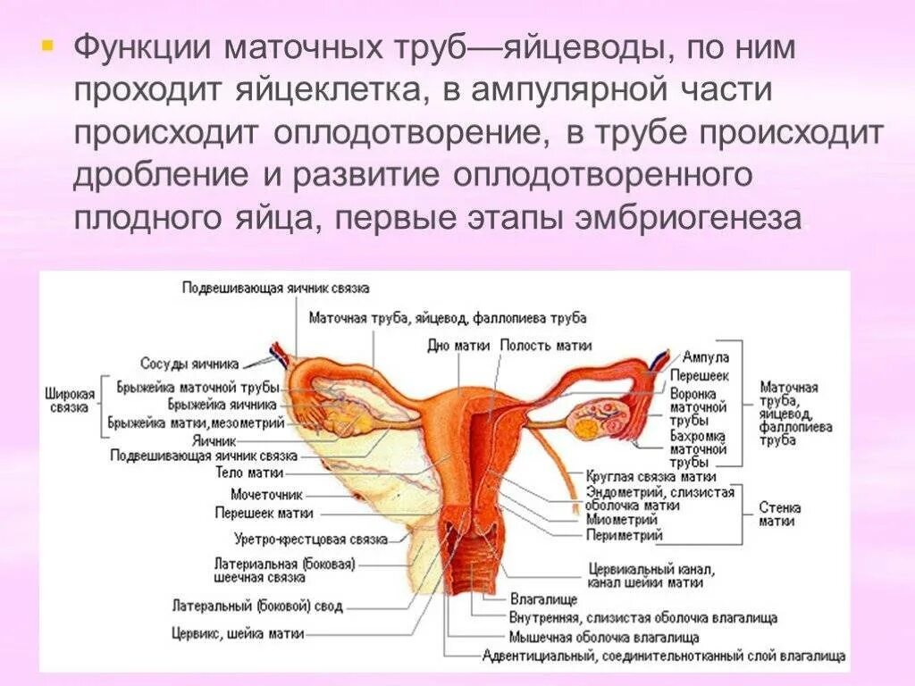 Матка строение. Матка яичники трубы анатомия. строение женских половых органов анатомия. строение матки перешеек. топография маточной трубы.