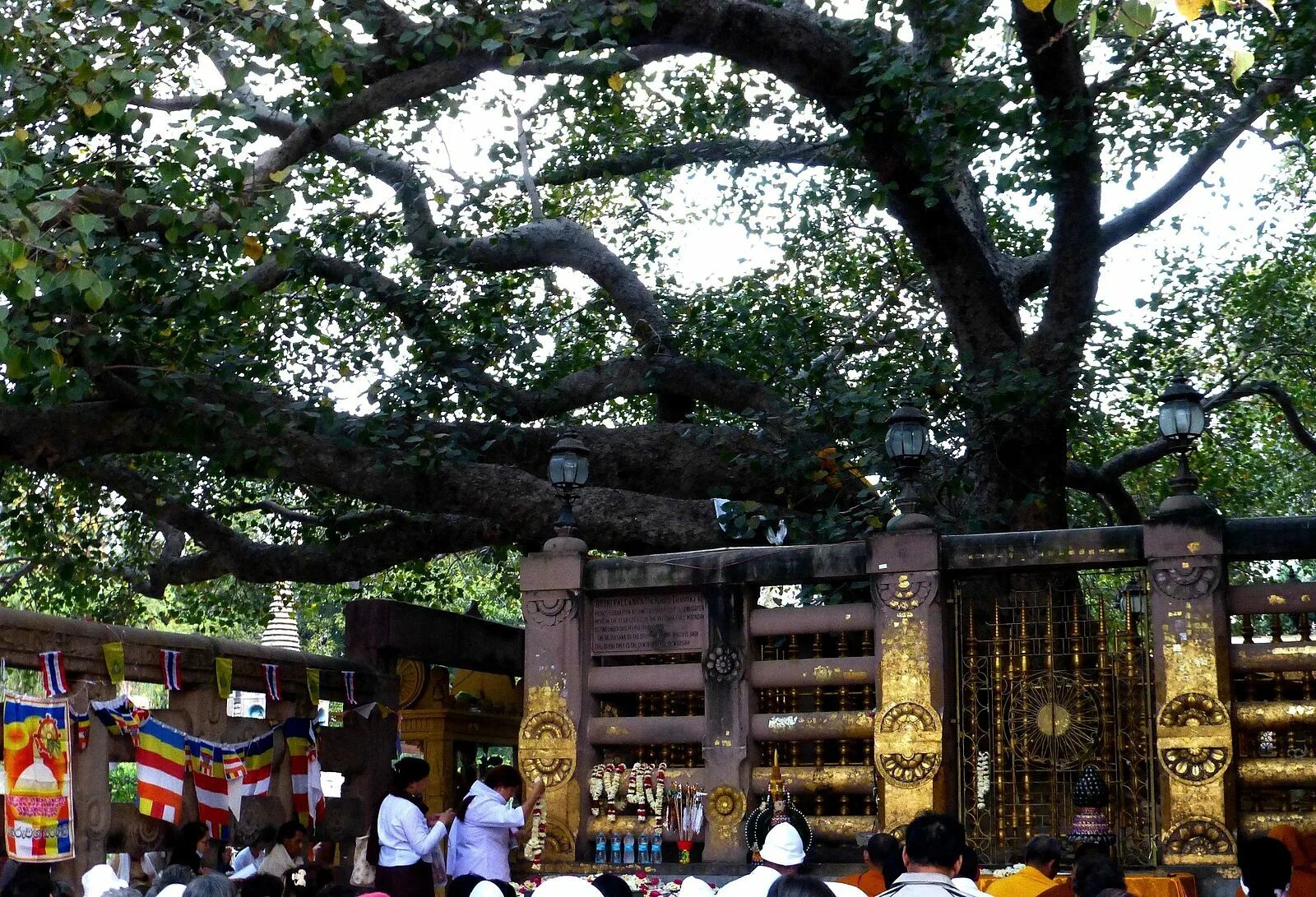 Дерево бодхи шри ланка. Дерево бодхи. Дерево бодхи в буддизме. Дерево бодхи шри ланка. Дерево бодхи шри ланка.