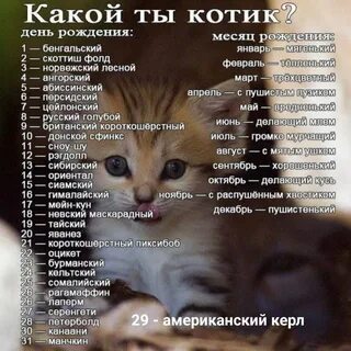 Какое имя придумать кошке