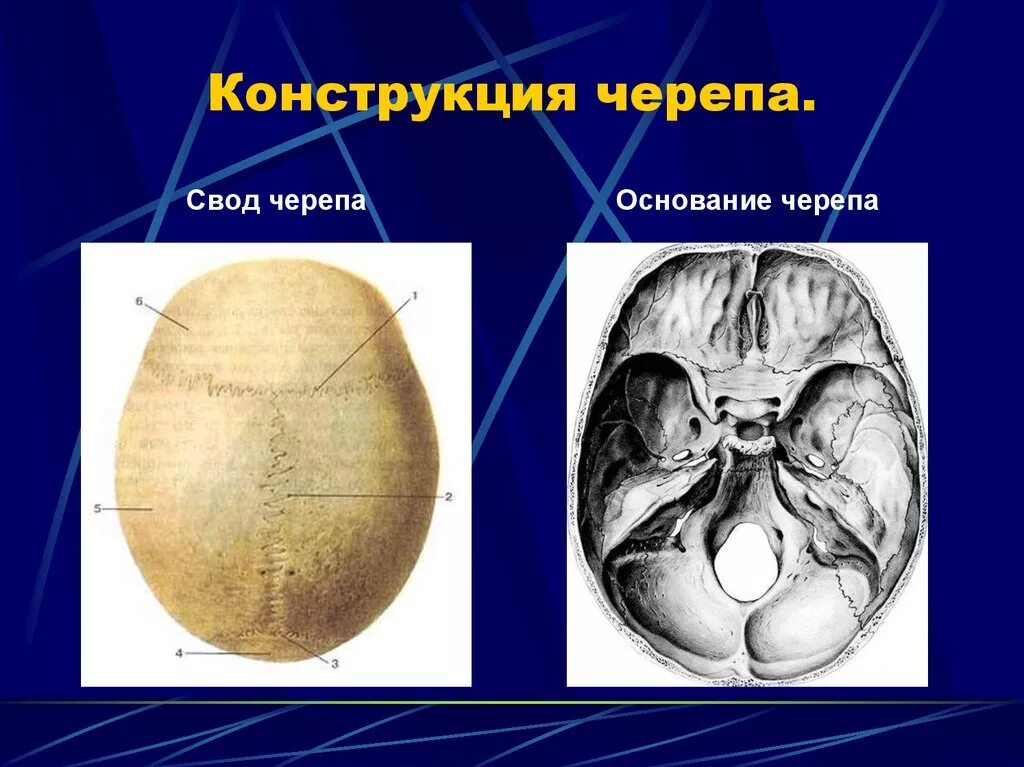 Основание черепа отделы. Свод черепа и основание черепа. Свод черепа границы строение. Кости свода и основания черепа. Свод черепа основание основание черепа.