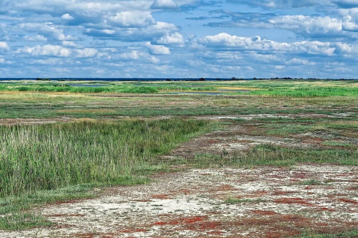 Дача занимая широкую и болотистую низменность раньше. Кулундинская равнина Алтайский край. Кулундинская степь. Кулундинские степи Алтайский. Кулундинская степь Новосибирская область.