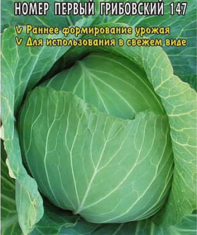 Капуста номер первый грибовский 147. Капуста номер 1 Грибовский 147. Капуста ранняя Грибовская. Капуста Грибовский семена Алтая.