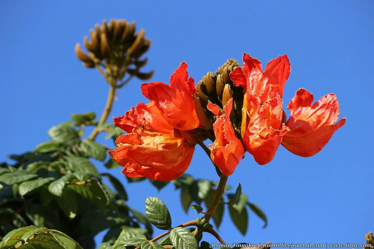 красные цветы египет. растения египта. цветок египетский красный. гибискус синенсис. красные цветы египет.