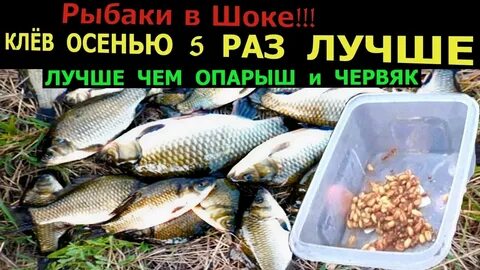 Приманка на карася осенью