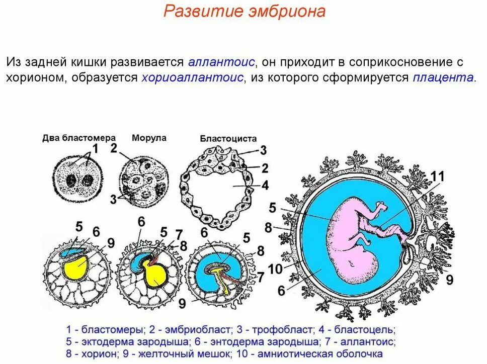 Зародышевые оболочки амнион и хорион. Схема ранних стадий развития зародыша. Морула трофобласт. Зародыш эмбриобласт и трофобласт.