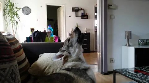 Лай собаки в частном доме