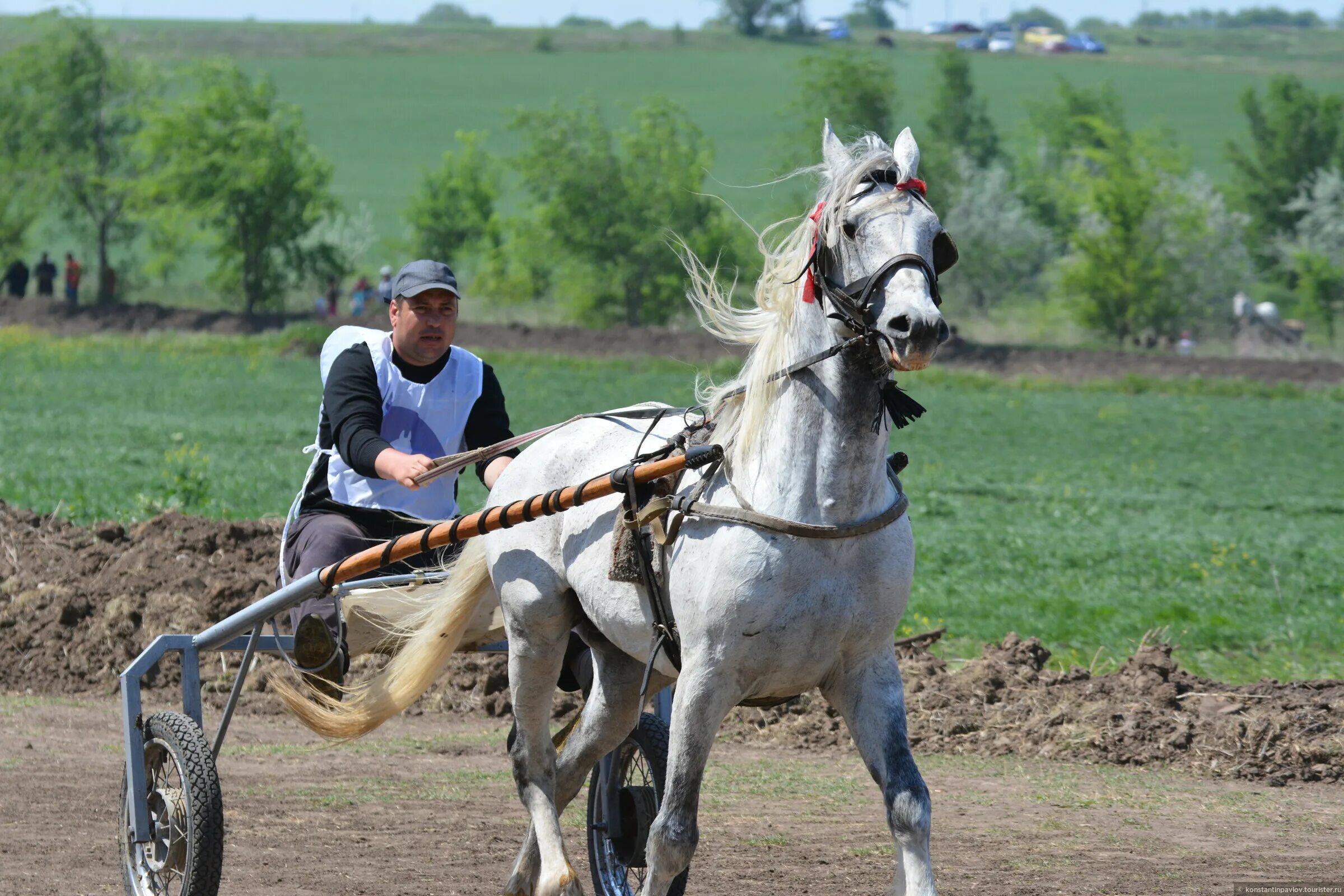 Старшие лошадки