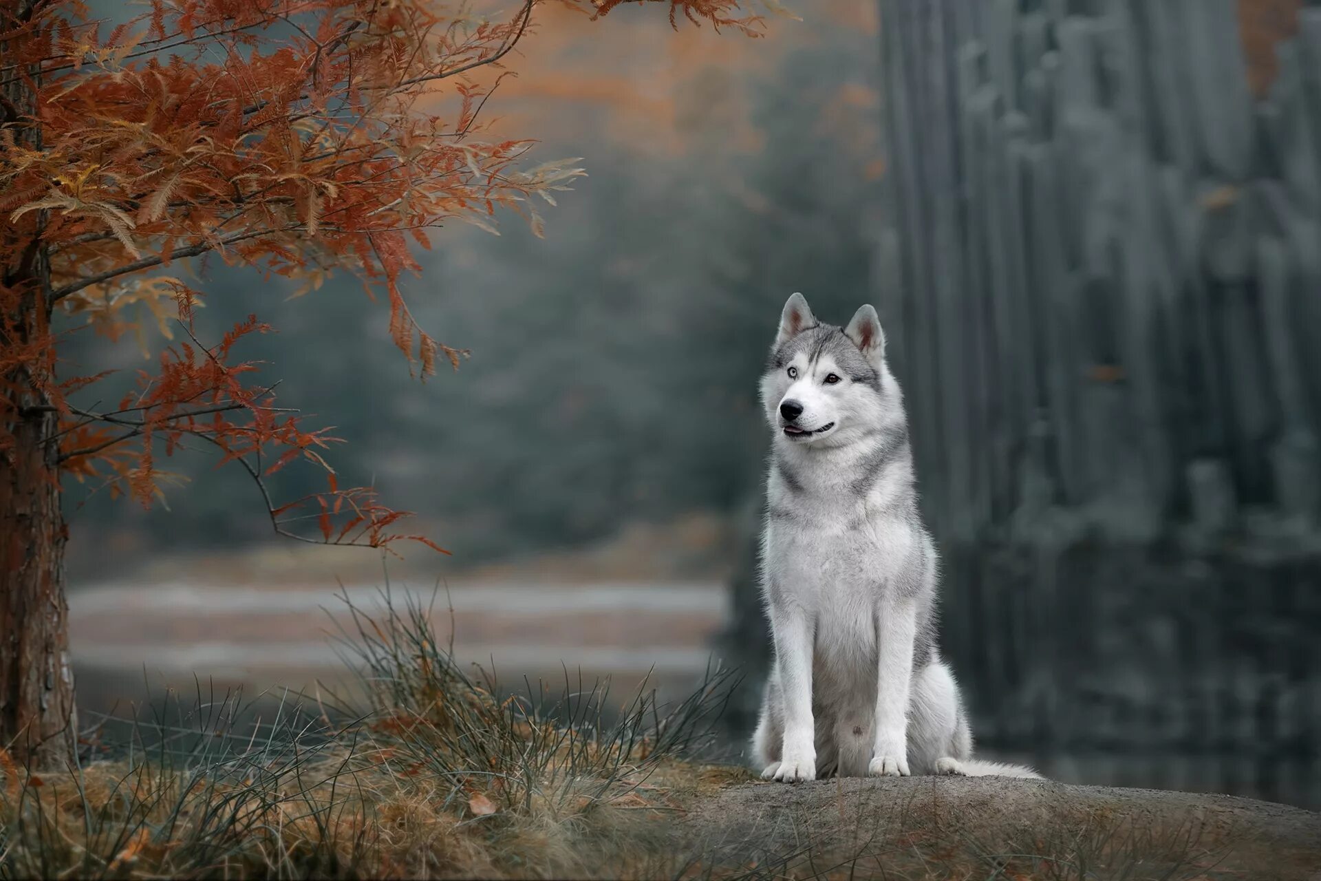 Сибирская лайка хаски. Сибирские хаски ездовые. Аляскинский хаски. Сибирская лайка хаски. Лайка самоед.