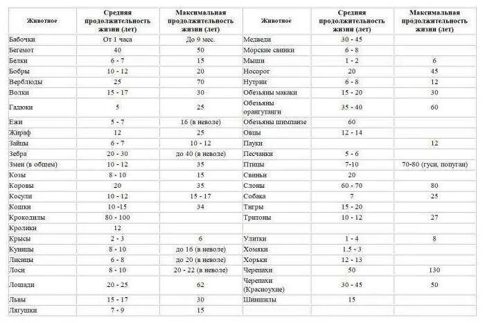 Сколько живут. Продолжительность жизни животных таблица. Продолжительность жизни животных окружающий мир таблица. Срок жизни животных таблица 1. Продолжительность жизни животных 1 класс таблица.