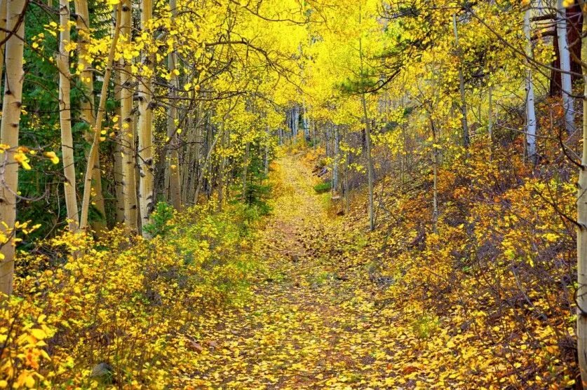 Осенью в лесу появились. Осенний лес. лес осенью. осень в лесу. листопад в лесу.