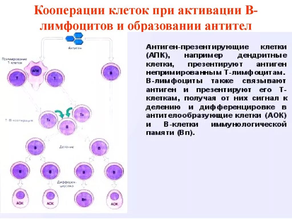 Активация т клеток. Механизм активации б лимфоцитов. активация т лимфоцитов схема. механизм активации в лимфоцитов. активация b лимфоцитов иммунология.