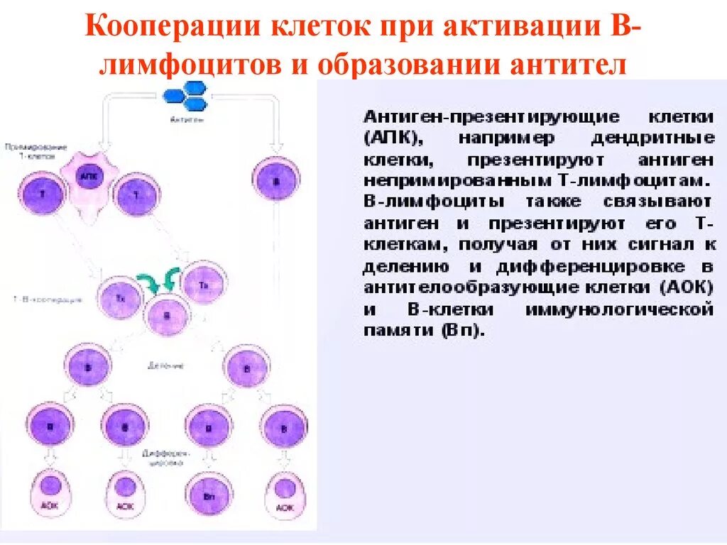 Клеточные антигены. Активация т лимфоцитов схема. Т-лимфоциты иммунной системы схема. Цитокины активация в-лимфоцитов. Лимфоцитов при клеточном иммунном ответе.