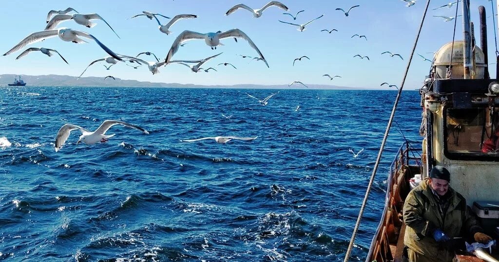 Охотское море рыболовство. Рыбный промысел в Баренцевом море. Охотское море промысел. Морской промысел. Моряк рыбак море