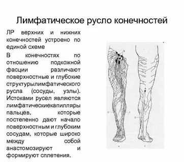 Подколенные лимфоузлы