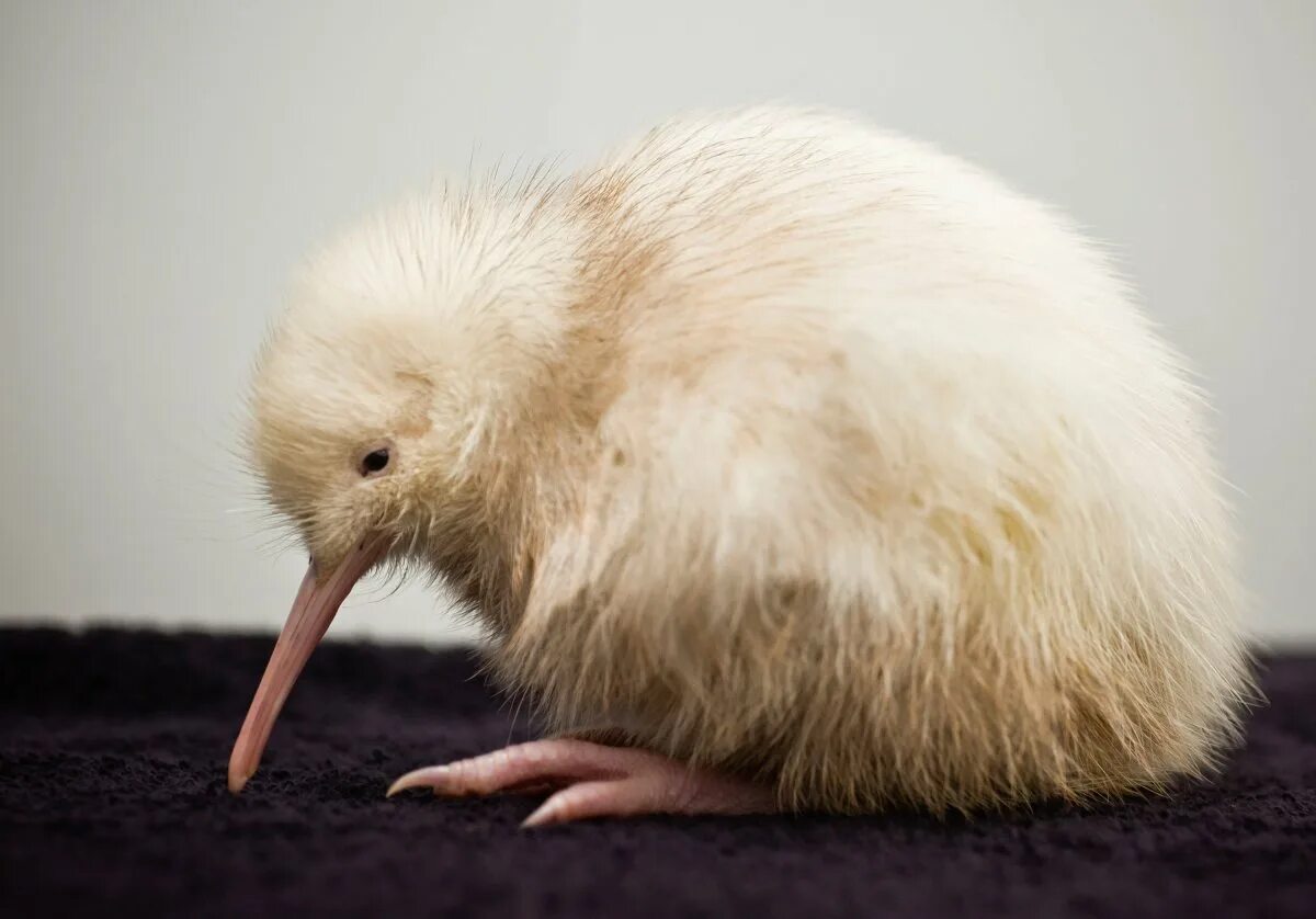 Киви класс. Птица киви альбинос. Птица киви в новой Зеландии. Птенец киви. Птичка киви птенец.
