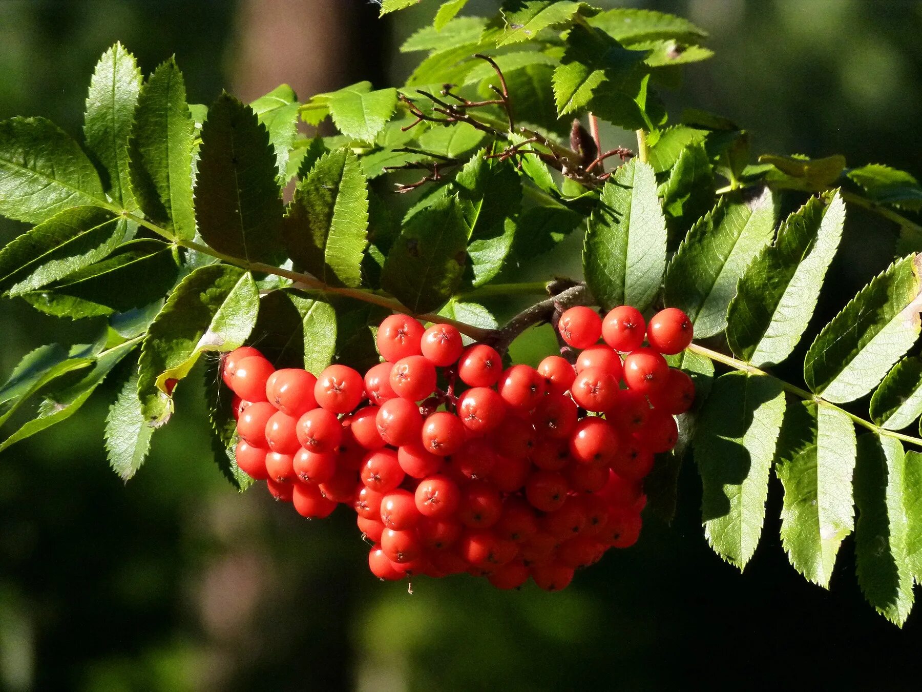 Рябина Колхидская. Рябина Сибирская (Sorbus sibirica). Калина рябина боярышник. Рябина обыкновенная. Рябина листья плоды