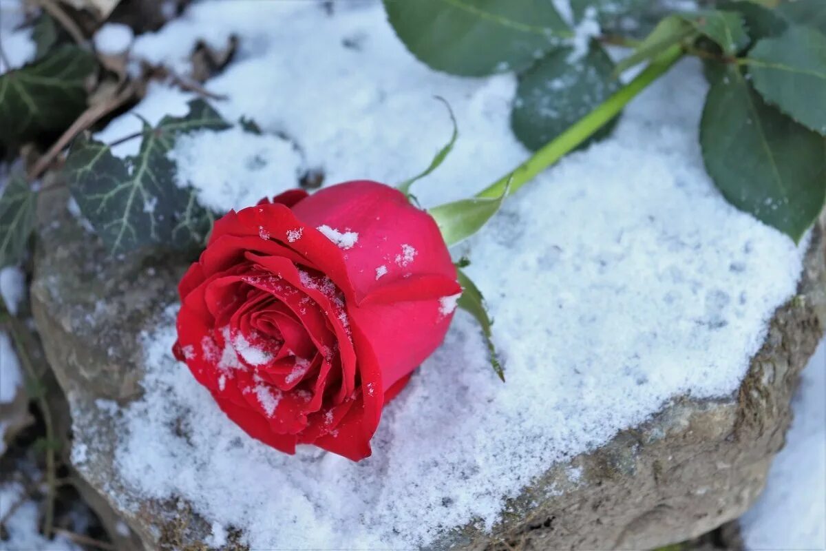 Красные цветы зимние розы. Розы на снегу. Красные цветы на снегу. Красная роза на снегу. Алая роза на снегу.