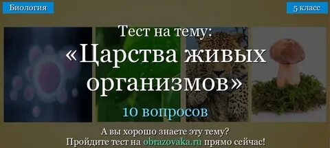 Тесты дропи
