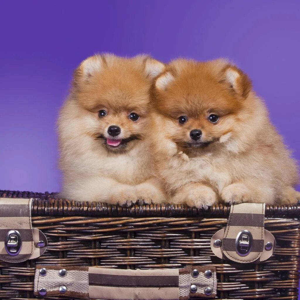 Шпиц флаффи. Померанский шпиц голубой. Королевский померанский шпиц. Малый померанский шпиц. Померанский шпиц экстерьер.