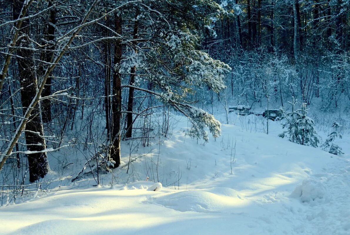 лесные дали пансионат московская область. пионерский лагерь лесное озеро. лесная просека барнаул. кп лесные дали. лесные дали пансионат удп рф официальный сайт.
