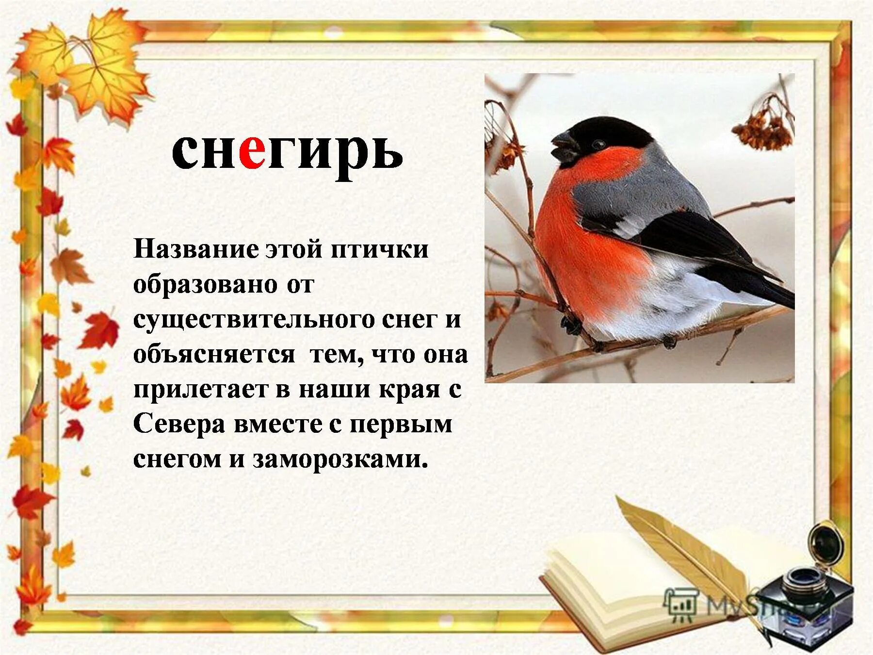 Описание снегиря. Снегирь для детей. Загадка про снегиря. Загадка про снегиря для дошкольников.