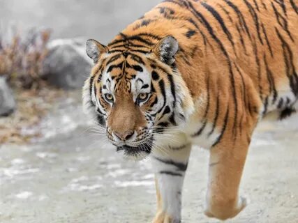 Of the tiger