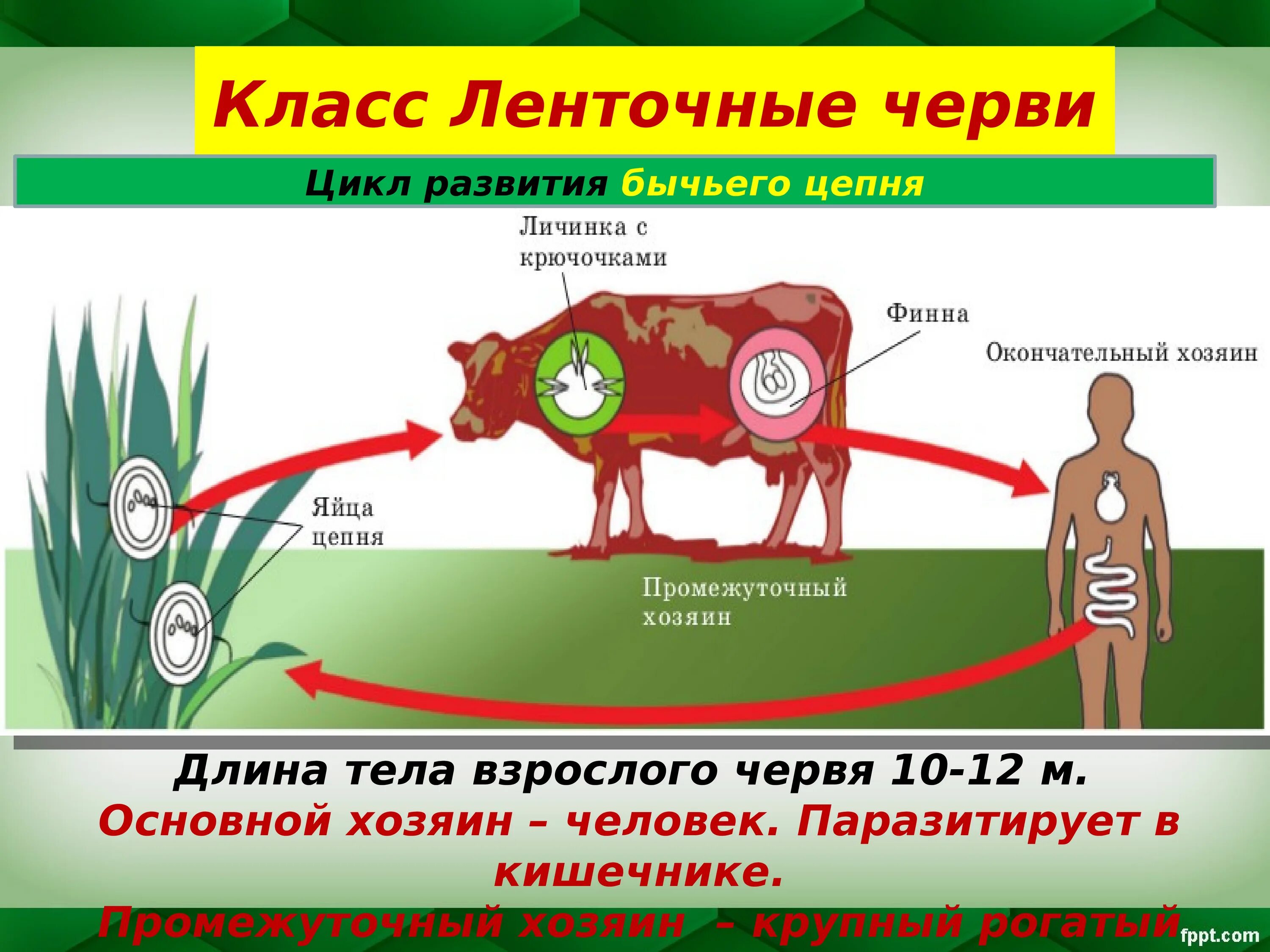 Жизненный цикл бычьего цепня начиная с яиц