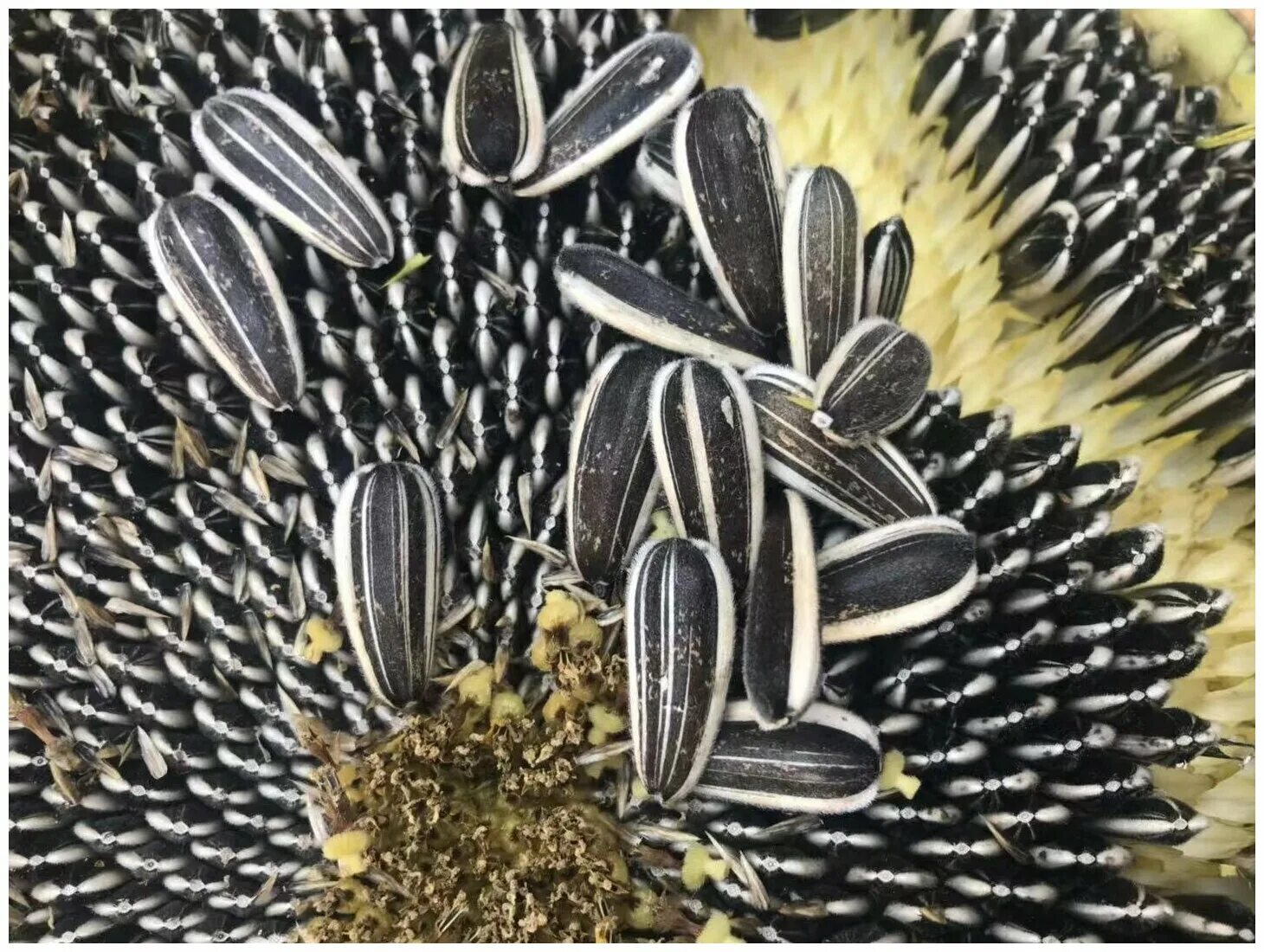 семена подсолнуха полосатые. семечки крупные. семечки крупные полосатые. полосатые семечки подсолнечника. семечки крупные полосатые.