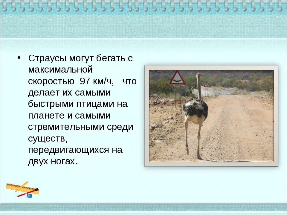 Страус скорость бега. С какой скоростью бегает страус. Какую скорость развивает страус. Страус бежит со скоростью. Максимальная скорость страуса.