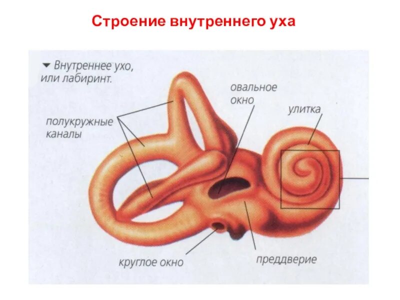 Орган вики. Преддверие орган. Преддверие орган. Улитковый перепончатый лабиринт гистология. Предверия полукружные каналы улитка.