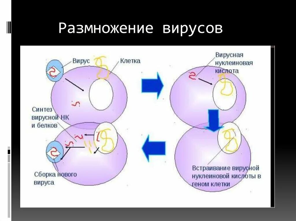 Размножение вирусов. Цикл размножения вирусов. Способы размножения вирусов. Вирусы размножаются делением.