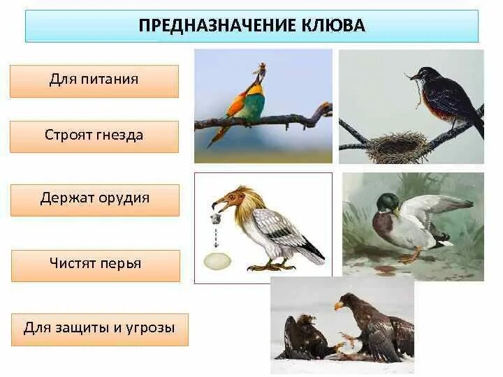 Костные птицы примеры. Предназначение клюва у птиц. Клювы птиц по типу питания. Какая птица не имеет гнезда. Презентация про птиц и их клювы.