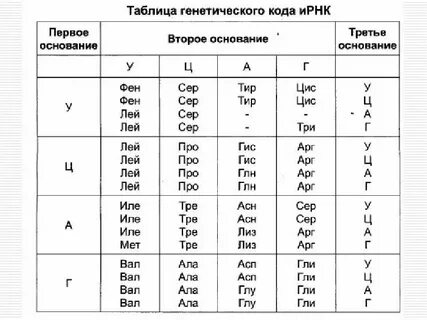 Таблица днк и рнк по биологии