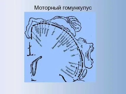 Гомункулус это