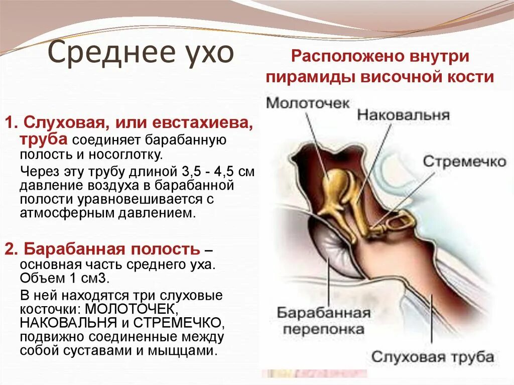 Органы слуха стремечко. Строение уха человека евстахиева труба. Строение среднего ухауха. Строение слуховых косточек среднего уха. Анатомические структуры среднего уха.