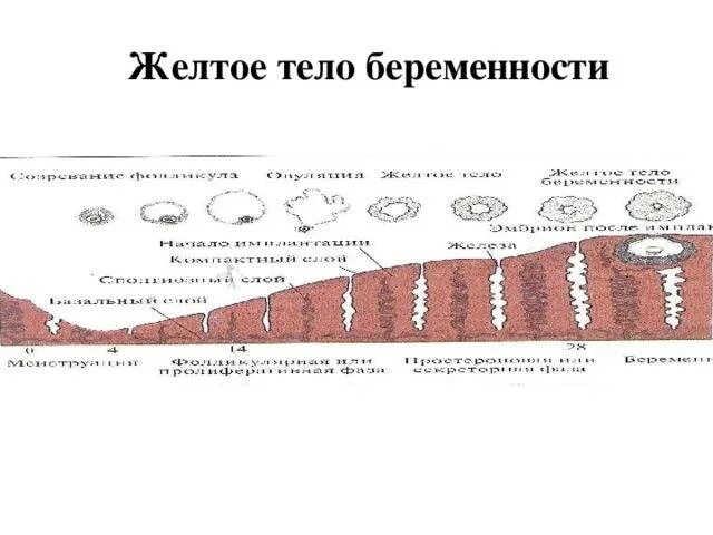Размер желтого. Размер желтого тела по неделям беременности таблица. жёлтое тело размеры норма. желтьйтелобеременности. размер желтого тела при беременности.