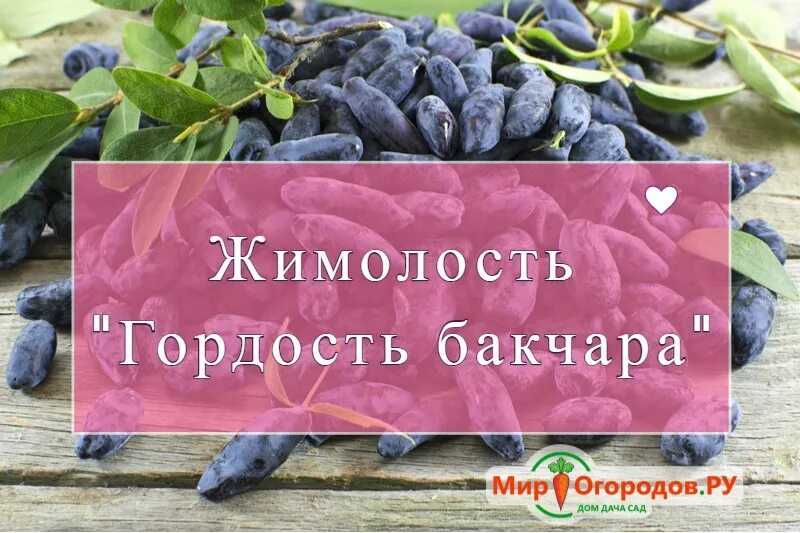 Жимолость бакчара описание сорта отзывы. Жимолость сорт веретено. жимолость сорт камчадалка. сорта жимолости сильгинка. жимолость съедобная ленинградский великан.