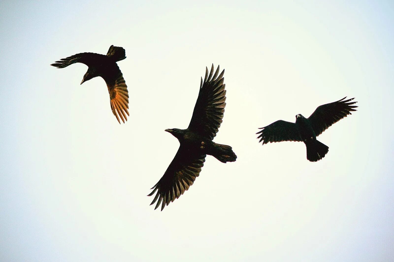 Ворон в полете. Вороны летают над человеченной. Летели две вороны. Ворона в небе. Летели две вороны.