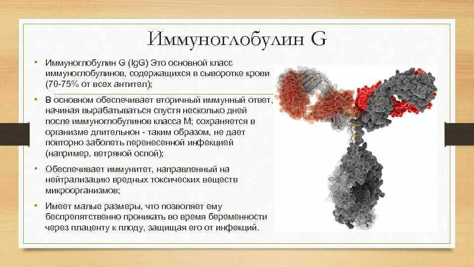 Иммуноглобулины g1 и g2. Иммуноглобулина (Immunoglobulin, ig) g4/Каппа. Иммуноглобулин g1 строение. Иммуноглобулин класса Джи.